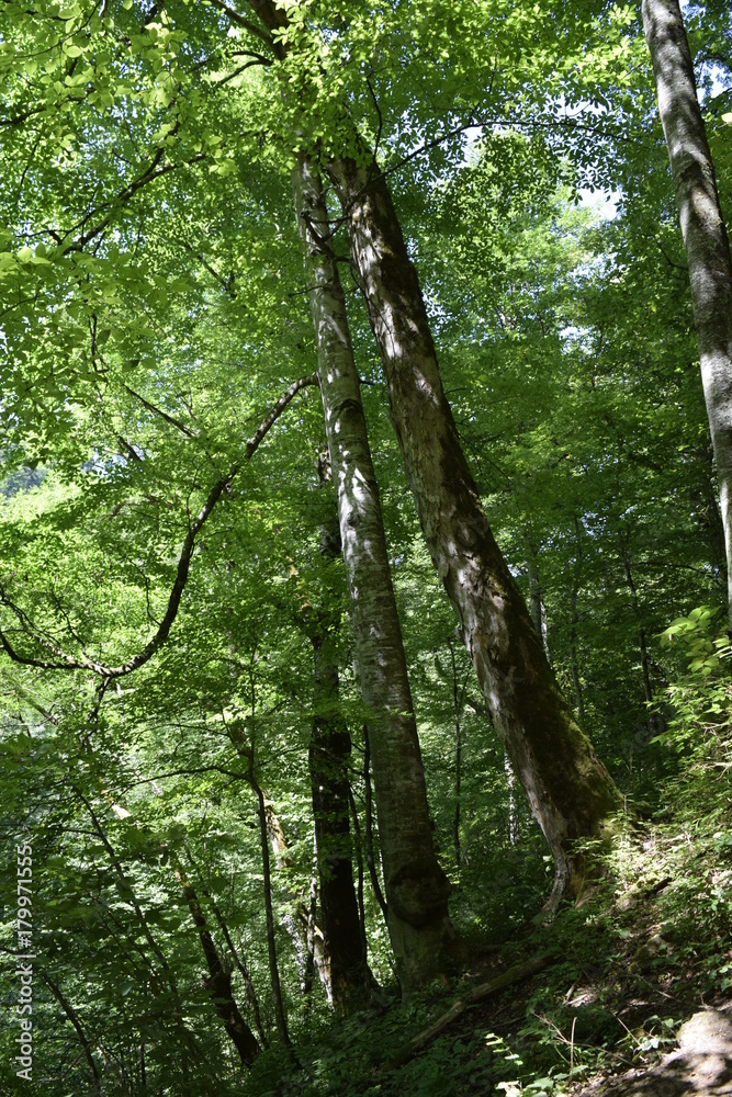 Naklejka premium ущелье