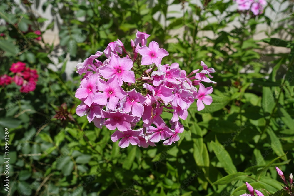 Bright pink flowers of Phlox paniculata in summer Bright pink flowers of Phlox paniculata in summer
