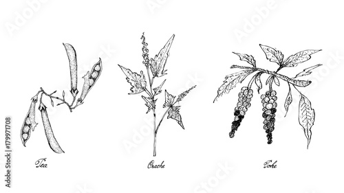 Hand Drawn of Pea, Orache and Poke

