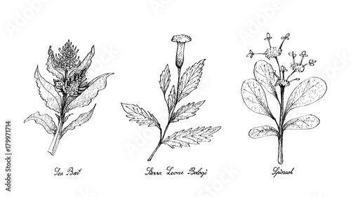 Hand Drawn of Sea Beet, Sierra Leone Bologi and Spinach