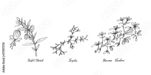 Hand Drawn of Sculpit or Stridolo, Samphire and Summer Purslane photo