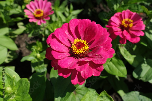 Ruby flower heads of common zinnia in summer