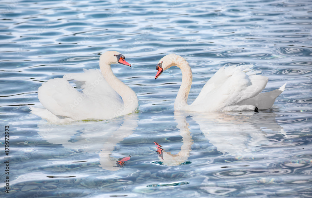 Obraz premium Swan floating on the water 
