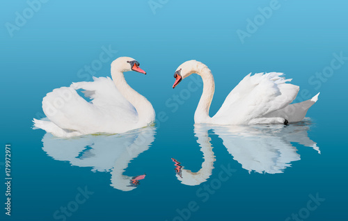 Fototapeta Naklejka Na Ścianę i Meble -  Swan floating on the water 