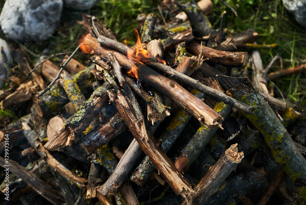 Close-up of campfire in spring forest