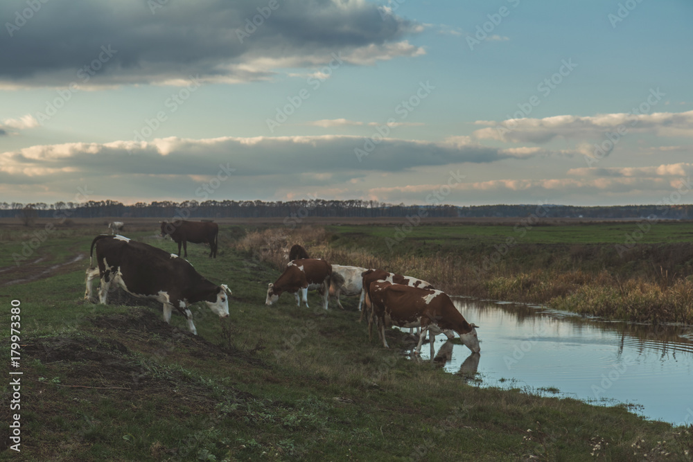 Cows at watering place at sunset in the fall. Toned photo. Agricultural concept Cows at watering place at sunset in the fall. Toned photo. Agricultural concept