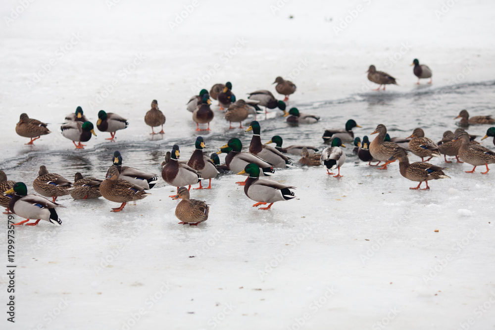 Fototapeta premium Life ducks in winter