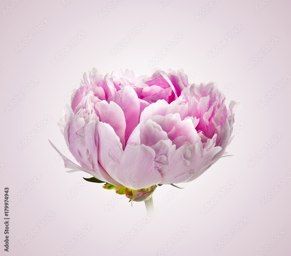 flor peonia aislada Stock Photo | Adobe Stock