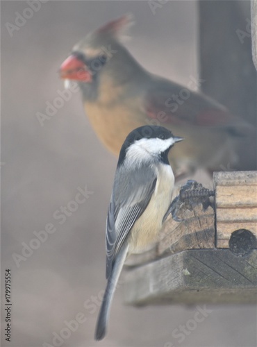 chick and cardinal