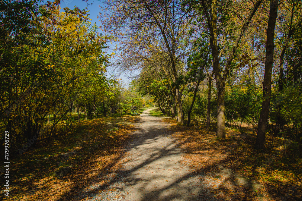 Naklejka premium Path in the forest