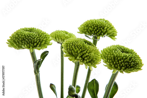 flores verdes aisladas