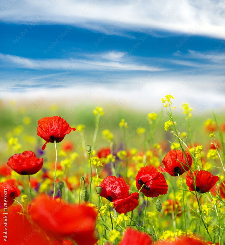 Fototapeta premium Field of poppies