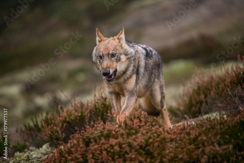 The gray wolf or grey wolf (Canis lupus) standing on a rock © vaclav