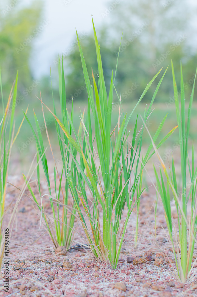 Obraz premium sapling rice, rice field in rural, thailand.