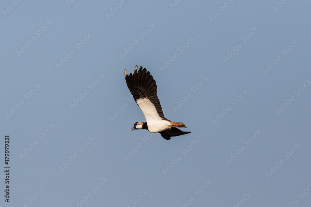 portrait flying lapwing bird (vanellus vanellus) blue sky portrait flying lapwing bird (vanellus vanellus) blue sky