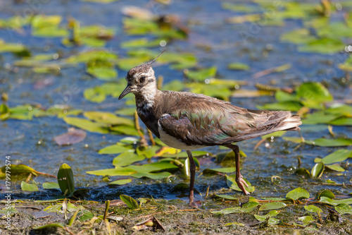 lapwing bird (vanellus vanellus) wading in shallow water with plants