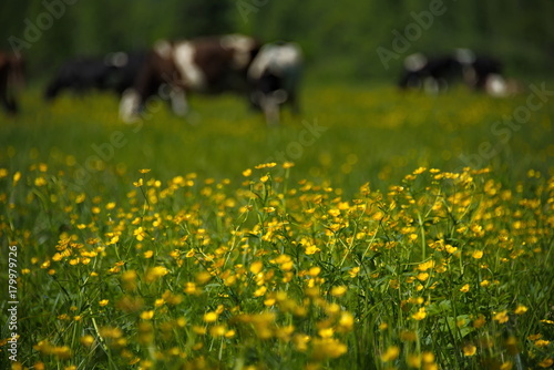 Flowers Of Mountain Altai