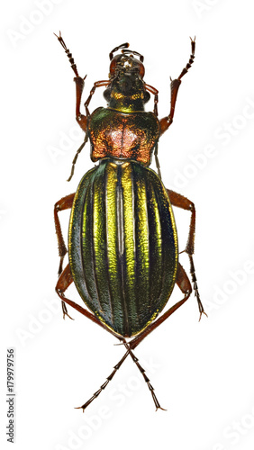 Golden Ground Beetle on white Background - Carabus auronitens (Fabricius, 1792)