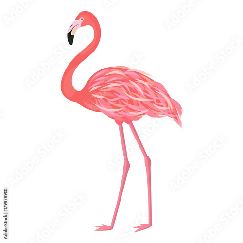 Vector illustration pink flamingo. Exotic bird. Cool flamingo decorative flat design element. Lovely flamingo