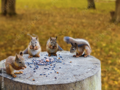 Four squirrels sitting on a tree stump eating nuts or semechki. The squirrels in the forest or in the Park. photo