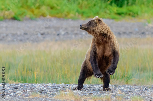 Alaskan Brown Bear