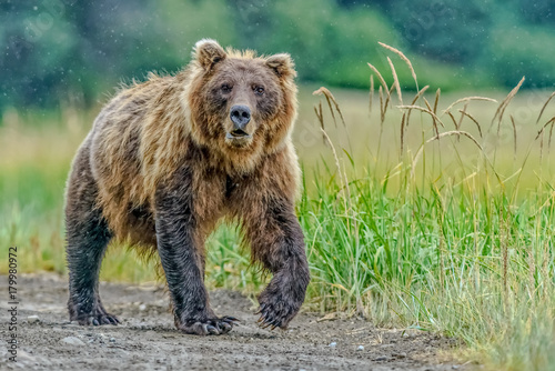 Alaskan Brown Bear