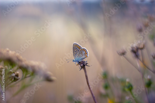 Beautiful butterfly on a meadow