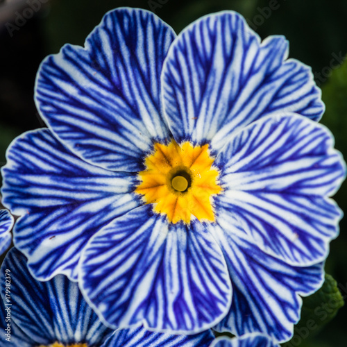 Zebra Blue Primrose photo