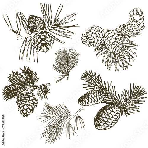 Coniferous branches of trees with cones: pine, spruce, fir, cypress, cedar, succulent, larch. Hand drawn vector illustration on a white background.