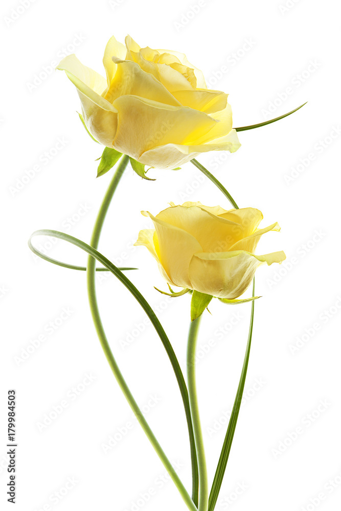 Obraz premium flores rosas aisladas