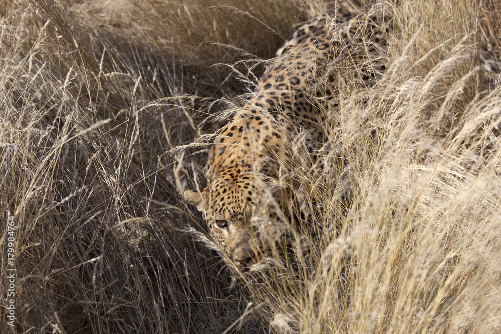 Fototapeta premium Leopard