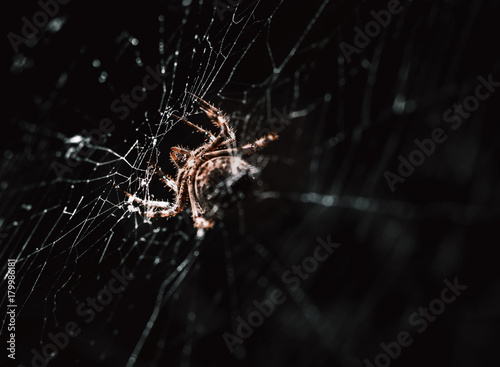 spider sits in its web waiting for an insect 
