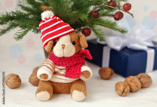 A small  toy dog in a knitted cap, gift boxes, nuts and Christmas spruce branches. Christmas and New Year card. Still life.