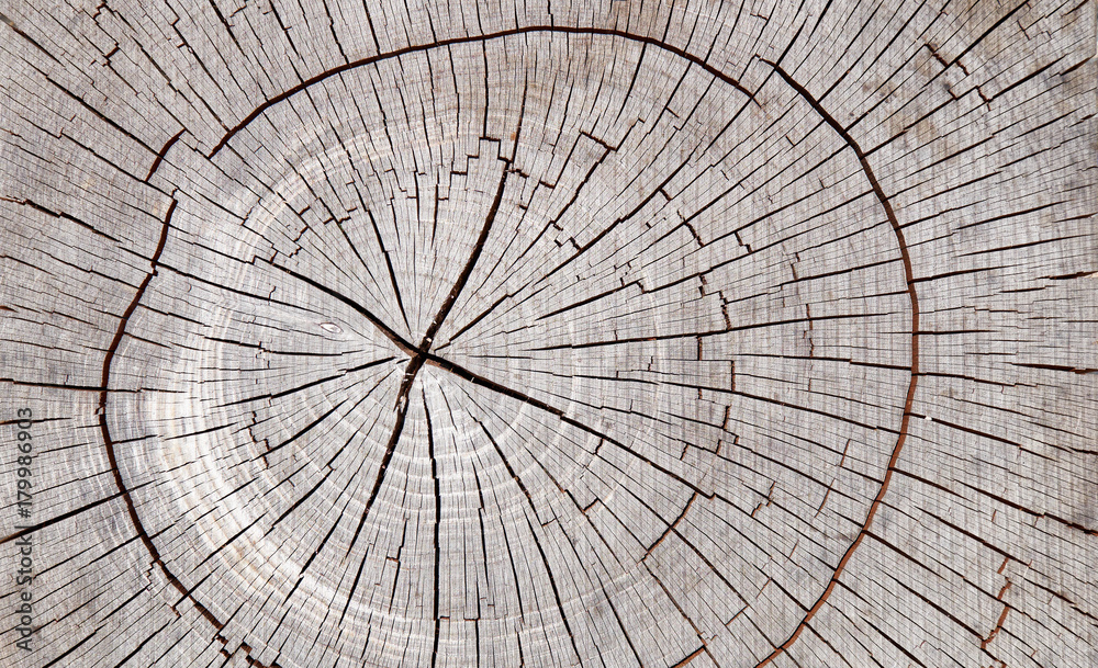 Fototapeta premium Old tree stamp texture background