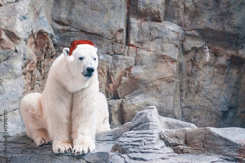 Photography White polar bear wearing Santa Hat in Christmas sitting on the rock