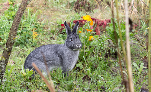 gray rabbit / A cute, gray rabbit sits in a garden
