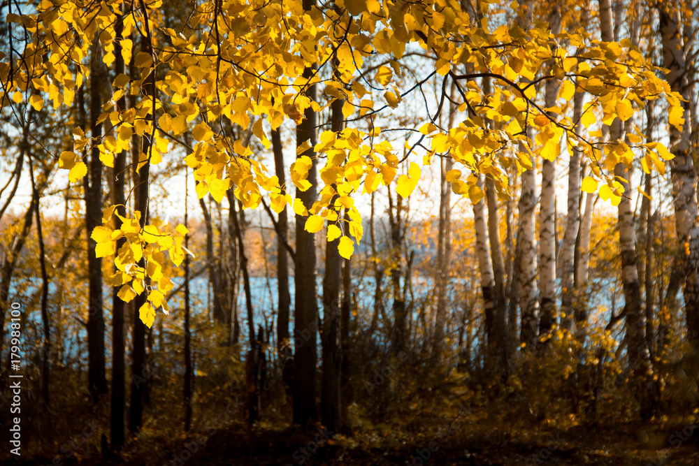 Autumn forest lake. Beautiful nature background