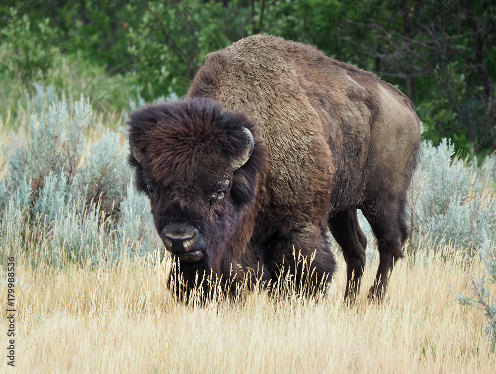 Closeup of a Male Buffalo in the High Grass