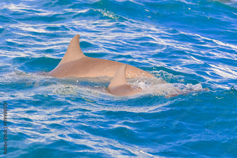Naklejka premium Spinner dolphin with baby dolphin swimming in Pacific ocean 