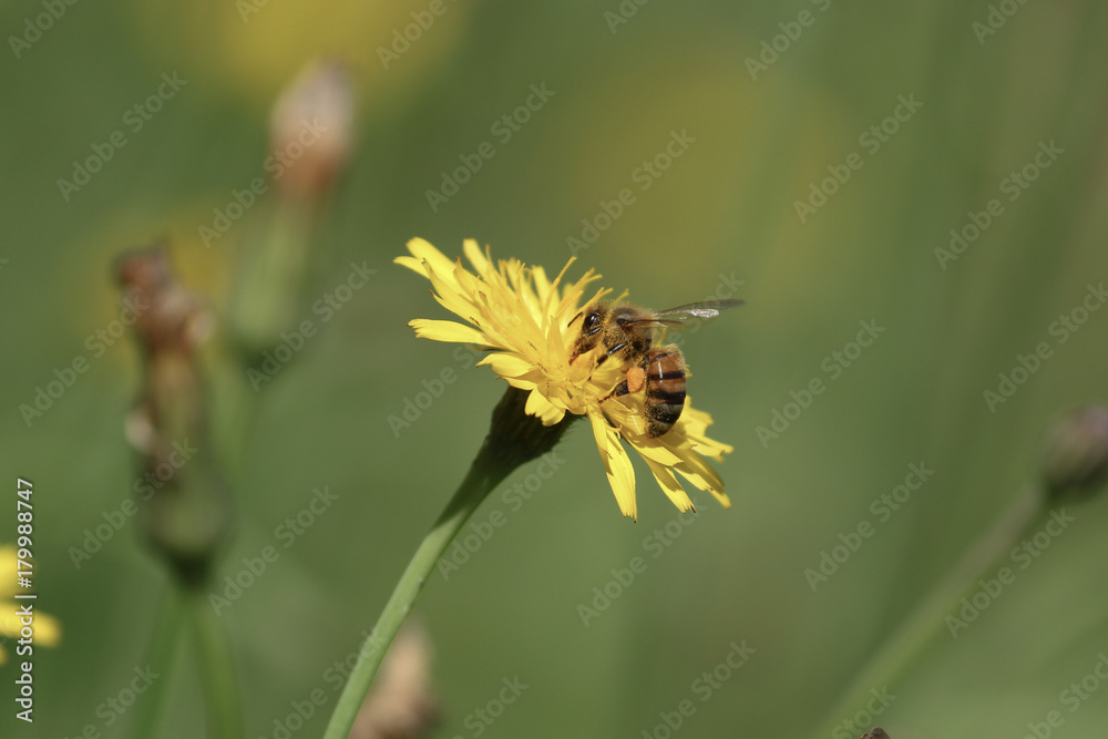 Bee & Pollination Bee & Pollination