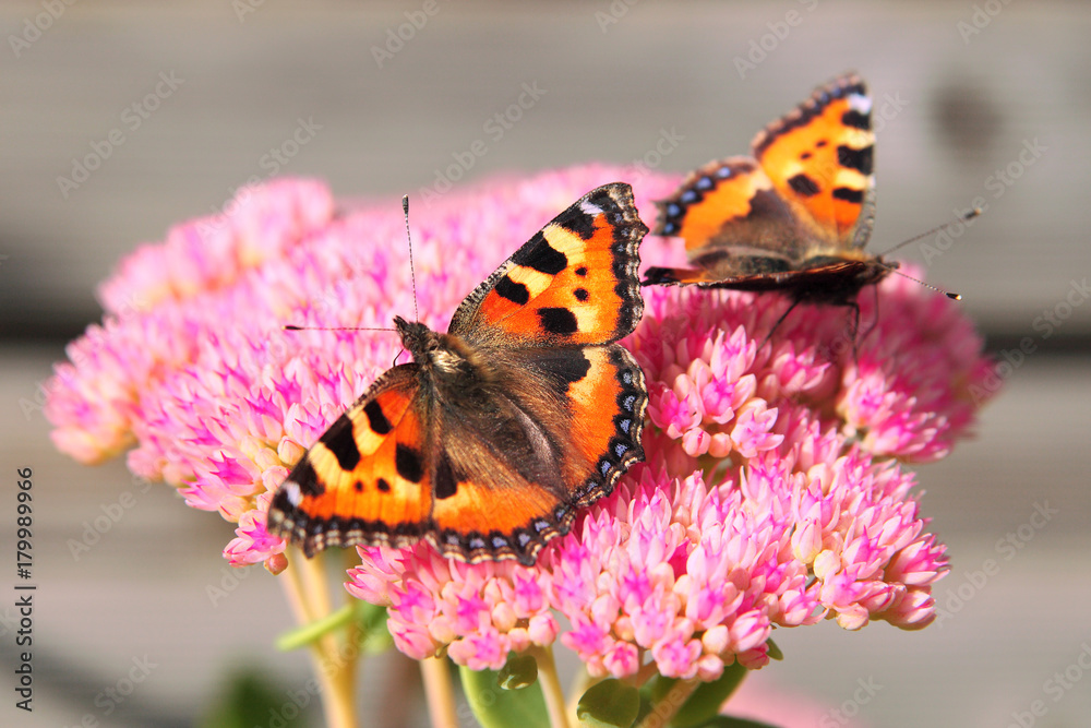 Two orange butterflies sitting on a pink flower. Two orange butterflies sitting on a pink flower.