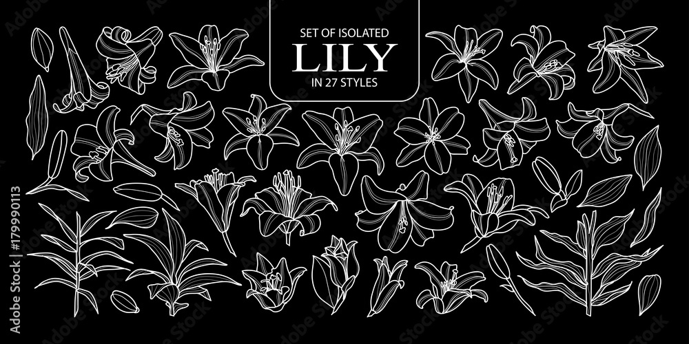 Set of isolated lily in 27 styles. Cute hand drawn flower vector illustration only white outline.
