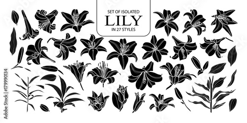 Set of isolated silhouette lily in 27 styles. Cute hand drawn flower vector illustration in white outline and black plane.