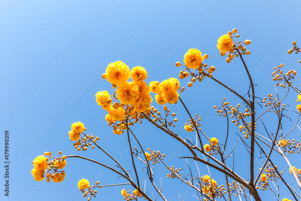 Tabebuia chrysantha,G.Nicholson, Bignoniaceae, Golden Tree, yellow Dwarf  Golden Trumpe flower bloom or Tabebuia chrysantha on blue sky. with copy  space using as background natural, wallpaper concept. Stock Photo