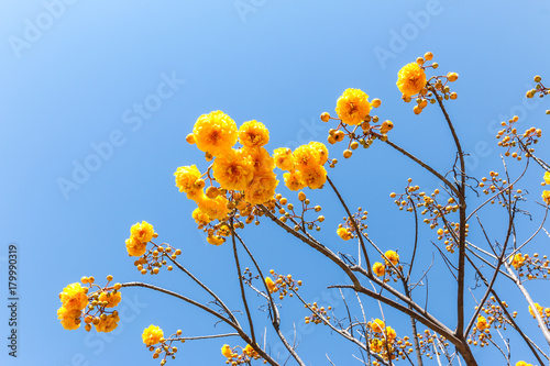 Tabebuia chrysantha,G.Nicholson, Bignoniaceae, Golden Tree, yellow Dwarf Golden Trumpe flower bloom or Tabebuia chrysantha on blue sky. with copy space using as background natural, wallpaper concept. photo