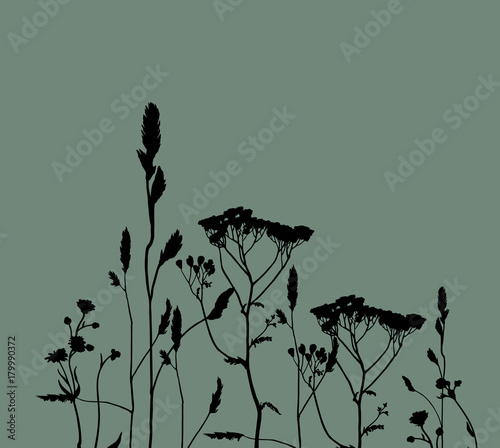 Background of meadow plants. Floral silhouette.