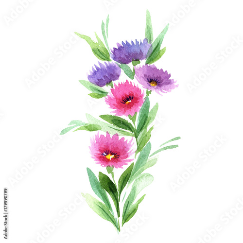 Wildflower aster flower in a watercolor style isolated. Full name of the plant: aster. Aquarelle wild flower for background, texture, wrapper pattern, frame or border.