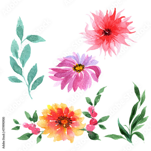 Wildflower aster flower in a watercolor style isolated. Full name of the plant  aster. Aquarelle wild flower for background  texture  wrapper pattern  frame or border.