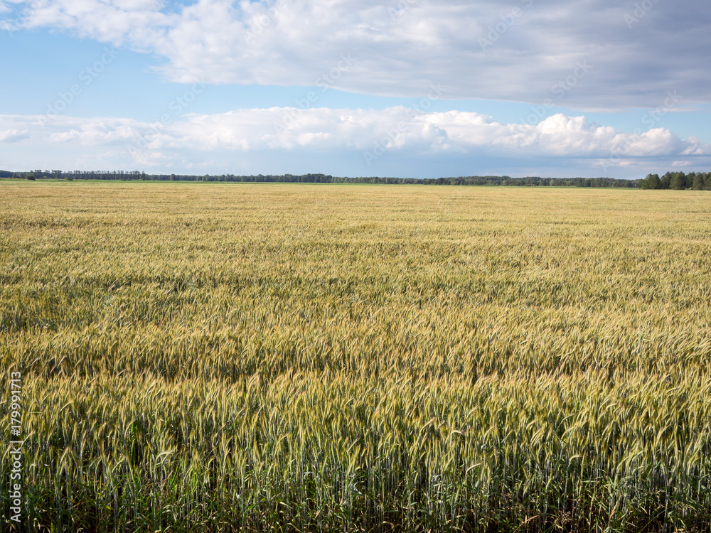 Rye Field In Summer