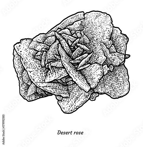 Desert rose illustration, drawing, engraving, ink, line art, vector
